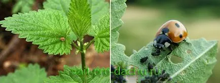 Decât să distrugă plantele
