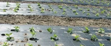 Decât să distrugă plantele Decât să distrugă plantele