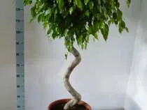 Formarea și tăierea ficus - plante de interior și flori (tăiere ficus) Formarea și de tăiere ficus - plante de interior și flori