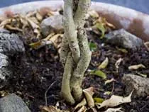 Formarea și tăierea ficus - plante si flori de interior (formarea de ficus) Formarea și de tăiere ficus - plante de interior și flori