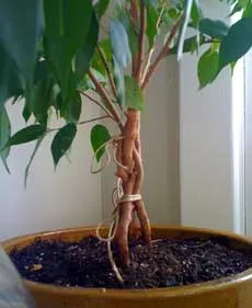 Formarea și tăierea ficus - plante si flori de interior (formarea) Formarea și de tăiere ficus - plante de interior și flori