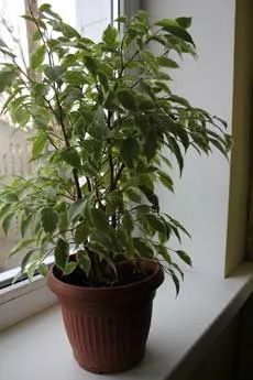 Formarea și tăierea ficus - plante si flori de interior (regia interiorul coroanei) Formarea și de tăiere ficus - plante de interior și flori