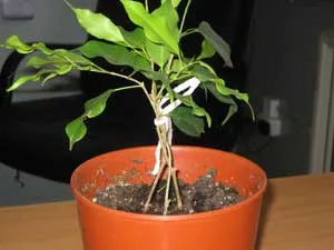 Formarea Ficus - ca ficus panglica cum să crească ficus-il Bush ficus-Bole (formarea) Formarea Ficus - ca ficus panglica cum să crească ficus-il Bush ficus-shtamb