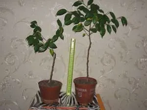 Formarea Ficus - ca ficus panglica cum să crească ficus-il Bush ficus-Bole (Bush) Formarea Ficus - ca ficus panglica cum să crească ficus-il Bush ficus-shtamb