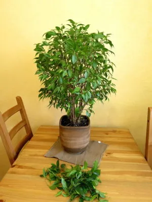 Formarea unui benjamina tunderea coroană Ficus și topping la domiciliu