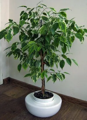 Formarea unui benjamina tunderea coroană Ficus și topping la domiciliu