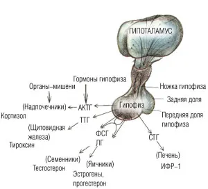 hormoni hipofizari și efectul lor asupra organismului