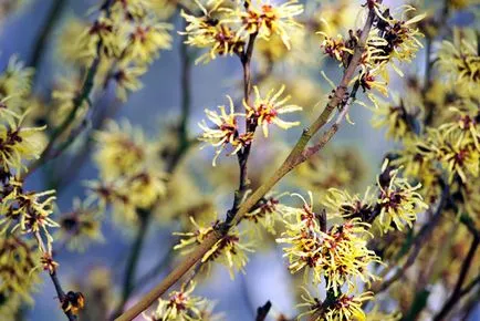 Hamamelis extract de proprietăți și aplicații
