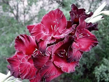 plantare Gladiole și de îngrijire, atunci când pentru a planta în primăvară, cum să crească (de plantare) plantare Gladiole și de îngrijire, atunci când pentru a planta în primăvară, cum să crească