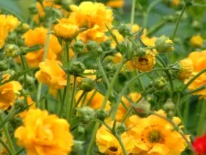 plantare Geum Quellyon și îngrijirea în creștere din semințe