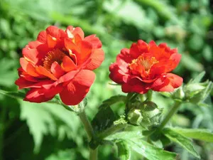 plantarea avens în teren deschis, răsad cultivare și întreținere, soiul de plante în fotografie