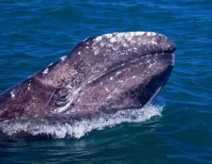 Greenpeace este, originea principiilor deyatelnsti care înseamnă