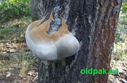 ciuperci paraziți