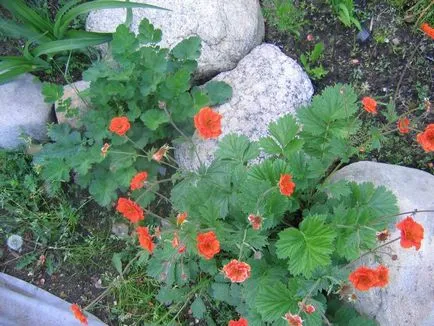 plantarea avens în teren deschis, răsad cultivare și întreținere, soiul de plante în fotografie