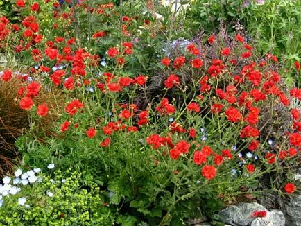 plantarea avens în teren deschis, răsad cultivare și întreținere, soiul de plante în fotografie