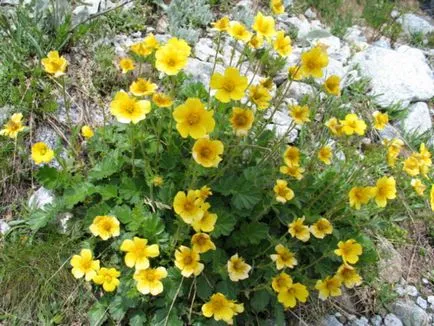 plantarea avens în teren deschis, răsad cultivare și întreținere, soiul de plante în fotografie