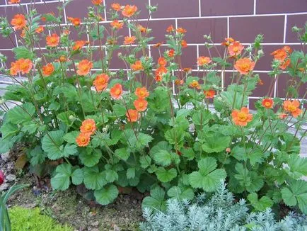 plantarea avens în teren deschis, răsad cultivare și întreținere, soiul de plante în fotografie