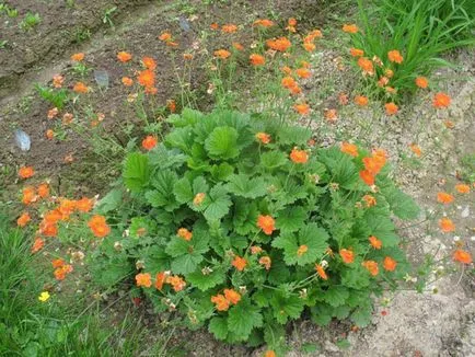 plantarea avens în teren deschis, răsad cultivare și întreținere, soiul de plante în fotografie