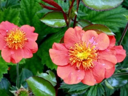plantarea avens în teren deschis, răsad cultivare și întreținere, soiul de plante în fotografie