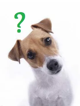 jocuri interactive pentru Ottosson câini nina - magazin pentru animale de companie on-line Dl wow