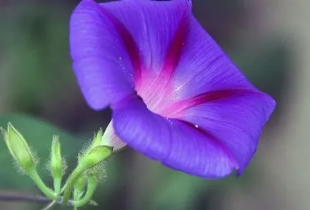 plantare Morning Glory și de îngrijire într-un teren deschis (aterizare) plantare Morning Glory și de îngrijire în câmp deschis