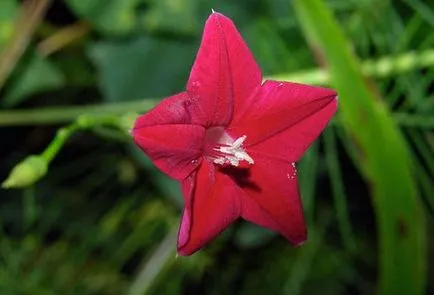 plantare Morning Glory și de îngrijire în câmp deschis (Morning Glory) plantare Morning Glory și de îngrijire în câmp deschis