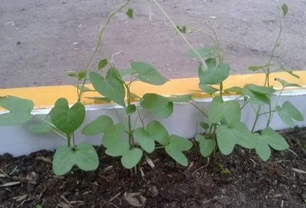 plantare Morning Glory și de îngrijire într-un teren deschis (aterizare) plantare Morning Glory și de îngrijire în câmp deschis