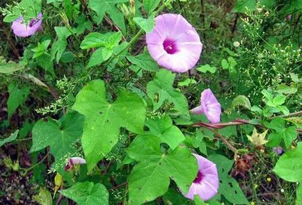 plantare Morning Glory și de îngrijire în câmp deschis (în aer liber) plantare Morning Glory și de îngrijire în câmp deschis