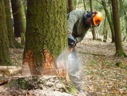 Instrucțiuni despre cum să taie în mod corespunzător o drujba copac