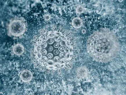 hepatită infecțioasă în regim de câini și diagnostic (diagnosticare) hepatită infecțioasă în regim de câini și diagnosticare