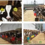 vărsat de fabricație pentru vacile cu diagrame mâini și fotografii (vaci) Fabricația vărsat pentru vaci cu diagrame mâini și fotografii