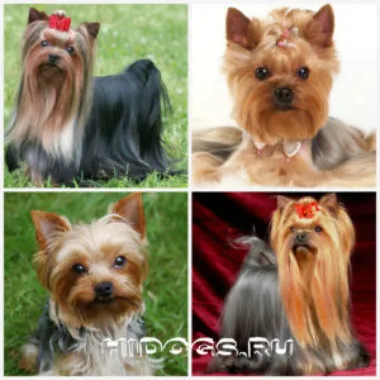 Yorkshire Terrier caracteristici de rasa, de îngrijire, căței (fotografii)