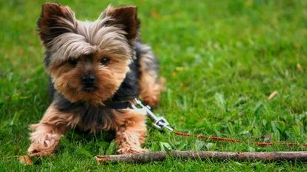 inaltime si greutate Yorkshire Terrier