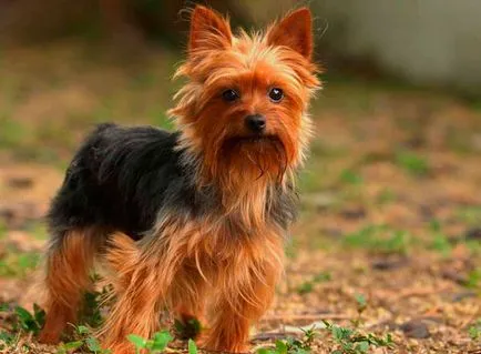 inaltime si greutate Yorkshire Terrier