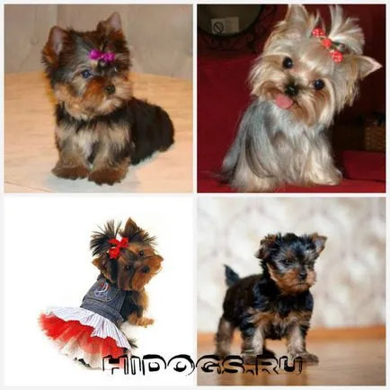 Yorkshire Terrier caracteristici de rasa, de îngrijire, căței (fotografii)