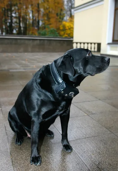 Ce rasa de câine Putin fotografie și descrierea (câini) Ce rasa de caine Putin foto si descriere