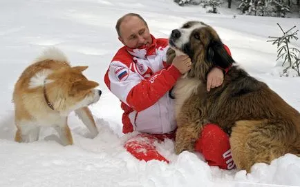 Ce rasa de caine Putin foto si descriere (rasa) Ce rasa de caine Putin foto si descriere