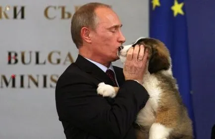Ce rasa de caine Putin foto si descriere (Putin) Ce rasa de caine Putin foto si descriere