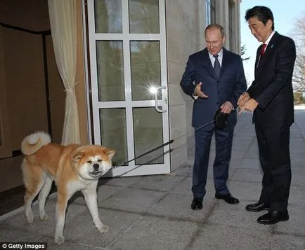 Ce rasa de câine Putin fotografie și o descriere (fotografii) Ce rasa de caine Putin foto si descriere