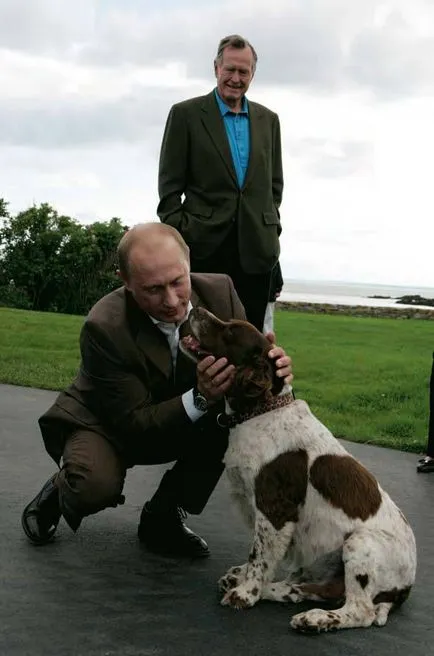 Ce rasa de caine Putin foto si descriere (Putin) Ce rasa de caine Putin foto si descriere