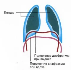 Pe măsură ce oamenii respira, explicația simplă (respirație) Pe măsură ce oamenii respira, o explicație simplă