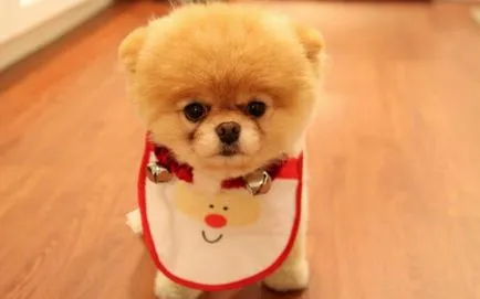 Ca Pomeranian de alimentare decât toate caracteristicile de putere naturale și industriale