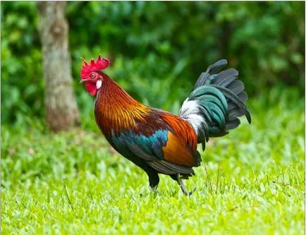 Ce se potrivesc pentru CONTROL cocoș An Nou fericit