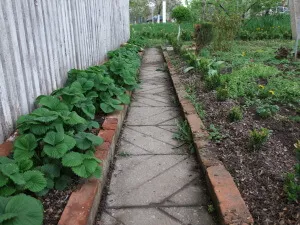 Cum se utilizează coji de semințe, ca îngrășăminte organice în zona de grădină