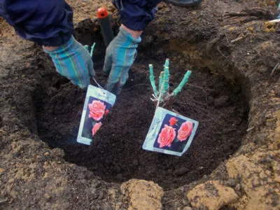 Cum și când a plantat un trandafir în mod corespunzător în teren deschis în primăvara sau toamna (plantate) Cum și când a plantat un trandafir în mod corespunzător în teren deschis în primăvara sau toamna
