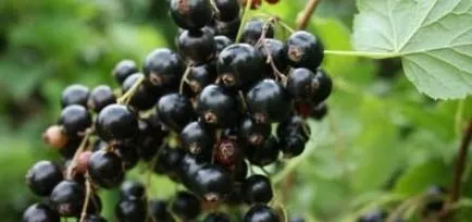 Cum și când să planteze coacaze (coacăze plantate in toamna) Cum și când să planteze coacaze