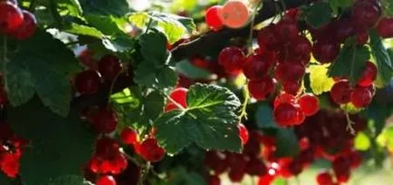 Cum și când să planteze coacaze (plantă) Cum și când să planteze coacaze