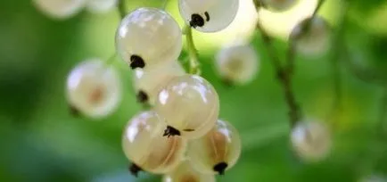 Cum și când să planteze coacaze (plantare Cumpar coacaze) Cum și când să planteze coacaze
