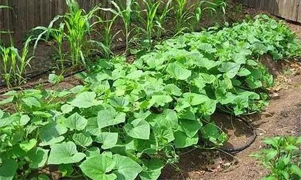Cum și când să planteze coacăze (coacaze) Cum și când să planteze coacaze