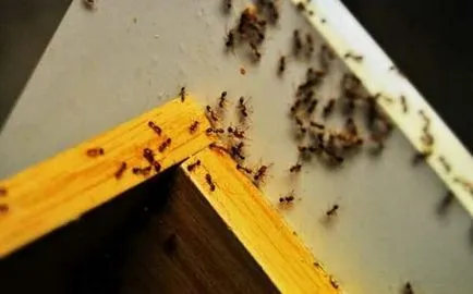 Cum să scapi de furnici în casă pentru totdeauna, decât să lupte și cum să aducă insecte